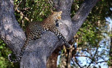 Luipaard in een boom - Wilde dieren in Afrika van W. Woyke