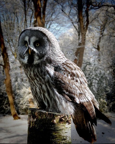 grey-owl-snow-forest-website par HMS