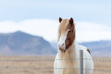 IJslandse pony van PeetMagneet