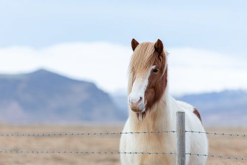 Poney islandais