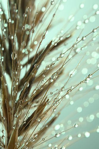 Grasaren met druppeltjes (turquoise, taupe en beige)