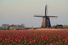 Tulpen en een molen by Erik Graumans