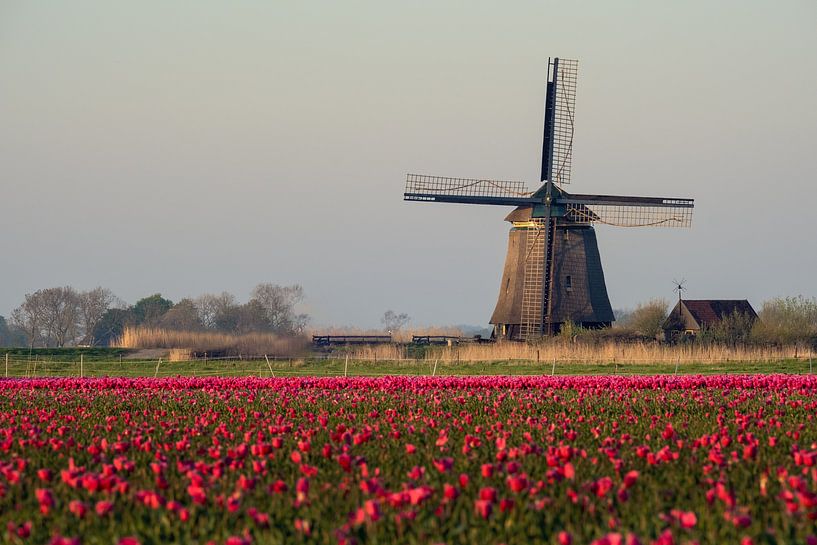 Tulpen en een molen von Erik Graumans
