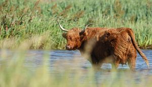 Schotse hooglander heeft het warm