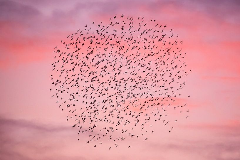 "O" - Murmuration by Roeselien Raimond