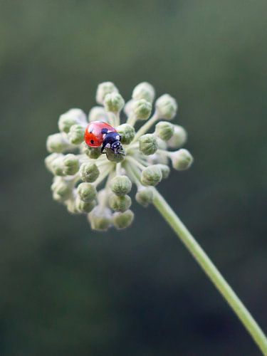 lieveheersbeestje II