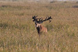 Deer at the rut in the National Park Vorpommersche Boddenlandschaft by Frank Fichtmüller