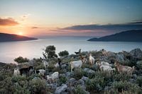 Morning goats