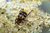 Brush beetle