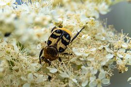 Brush beetle by Mi Vidas Fotodesing