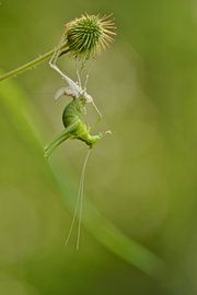 Vervellende Sprinkhaan by Els Vergaerde