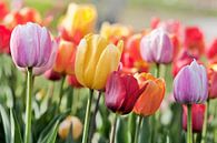 Veld met een grote groep van veelkleurige tulpen van Tony Vingerhoets thumbnail