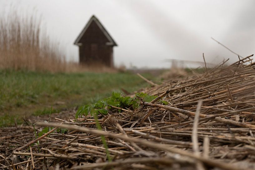 Reed with a cottage in the background by Layla Scheffer
