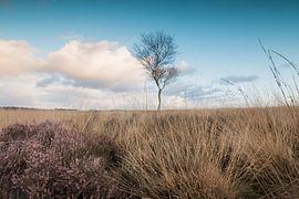 The Ginkel Heath by Max ter Burg Fotografie