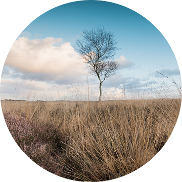 De Ginkelse Heide van Max ter Burg Fotografie