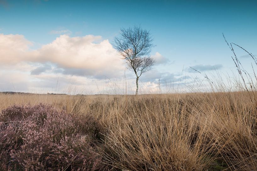 The Ginkel Heath by Max ter Burg Fotografie