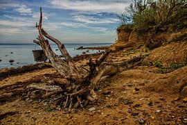 tree root on the beach by Holger Felix