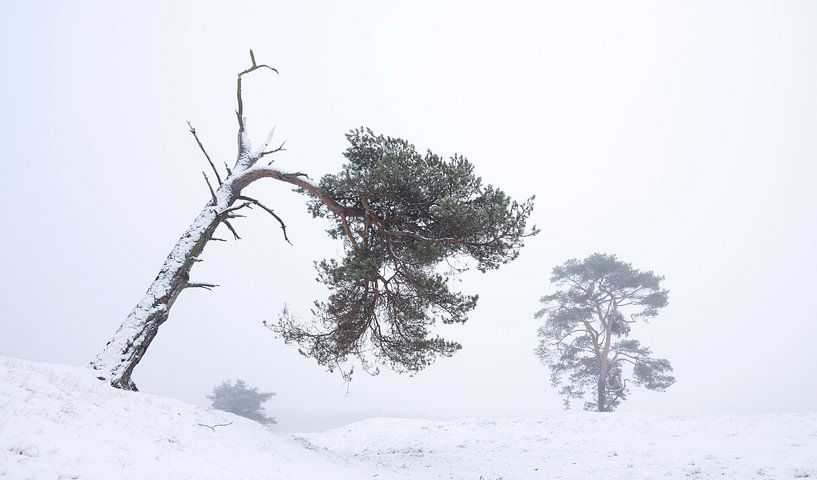 des pins volants dans un paysage enneigé en hiver aux dictons par anton havelaar
