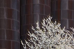 Blüte und verrostete Industrie aus nächster Nähe