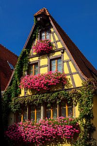 Blumen in Rothenburg, Deutschland