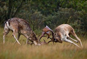 Fallow deer fight during mating season 