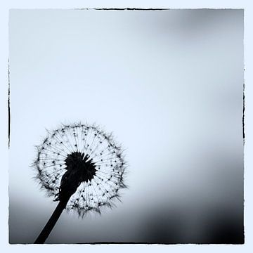 A dandelion in backlight by Hans de Waay