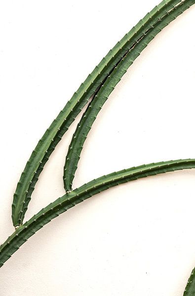 Cactus en contraste par Nicole Schmidt