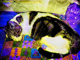 For Giacomo A Tabby And White Cat by Dorothy Berry-Lound