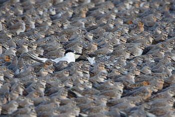 Großer Star füttert die Jugend unter Tausenden von Kanus | Gewinner Frans Lanting Photo Award WWF 20