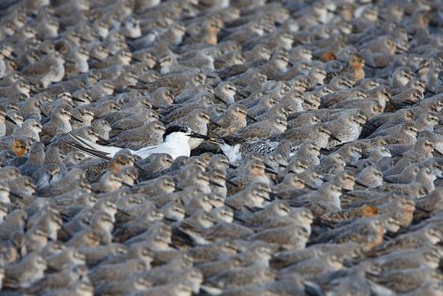 Großer Star füttert die Jugend unter Tausenden von Kanus | Gewinner Frans Lanting Photo Award WWF 20
