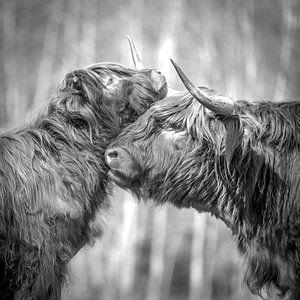 Les Highlanders écossais sur Annie Jakobs