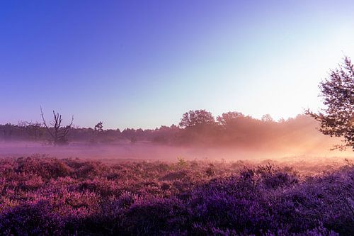 Foggy morning on the heath near Vasse