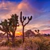 Gorgeous Sunset at Joshua Tree National Park by Melanie Viola