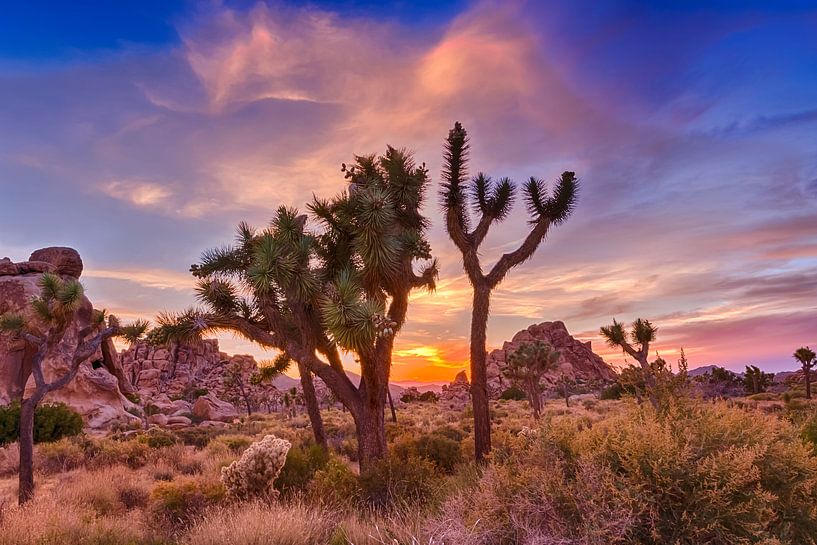 Gorgeous Sunset at Joshua Tree National Park by Melanie Viola