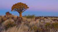 Le crépuscule à l'arbre à carquois