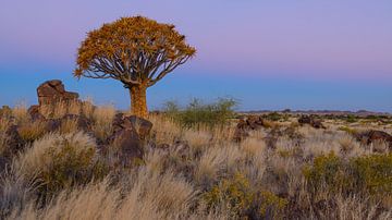 Twilight at the quiver tree by Denis Feiner