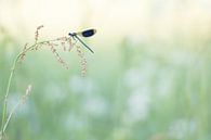 Libelle im ersten Sonnenlicht. von Francis Dost Miniaturansicht