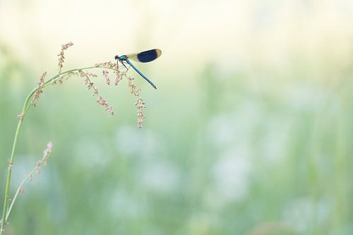 weidebeekjuffer in het eerste zonlicht.