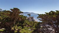 Lone tree, 17 mile drive, California, United States by Guido van Veen thumbnail