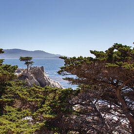 Eenzame boom, 17 mile drive, Californië, Verenigde Staten van Guido van Veen