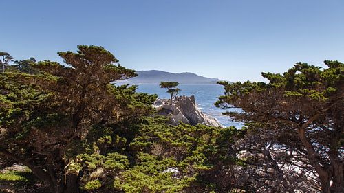 Eenzame boom, 17 mile drive, Californië, Verenigde Staten