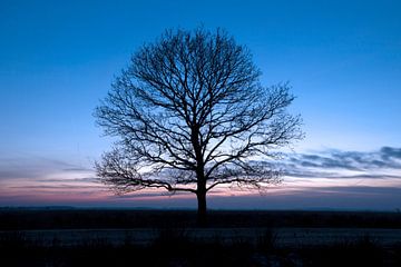 Eenzame boom van Ronald Wilfred Jansen