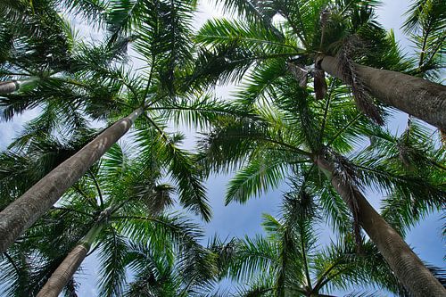 Omhoog kijken vanuit de schaduw van de palmbomen