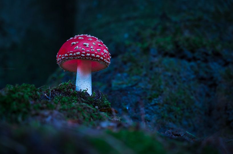 Fliegenpilz von Peter Deschepper