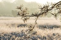 Bevroren den  in Winterlandschap 