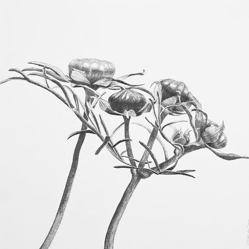 Cosmea in der Knospe