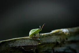 Le scarabée vert sur Jouke Wijnstra Fotografie