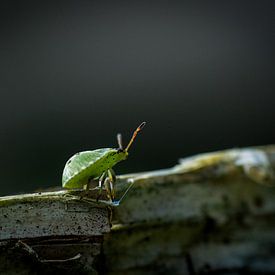 Grüner Käfer von Jouke Wijnstra Fotografie
