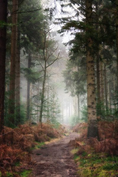 Path through the woods of the "Lage Vuursche" by Pascal Raymond Dorland