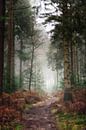 Path through the woods of the "Lage Vuursche" by Pascal Raymond Dorland thumbnail